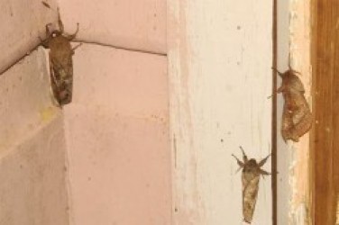 Donald Duck In Maui Mallard Rom